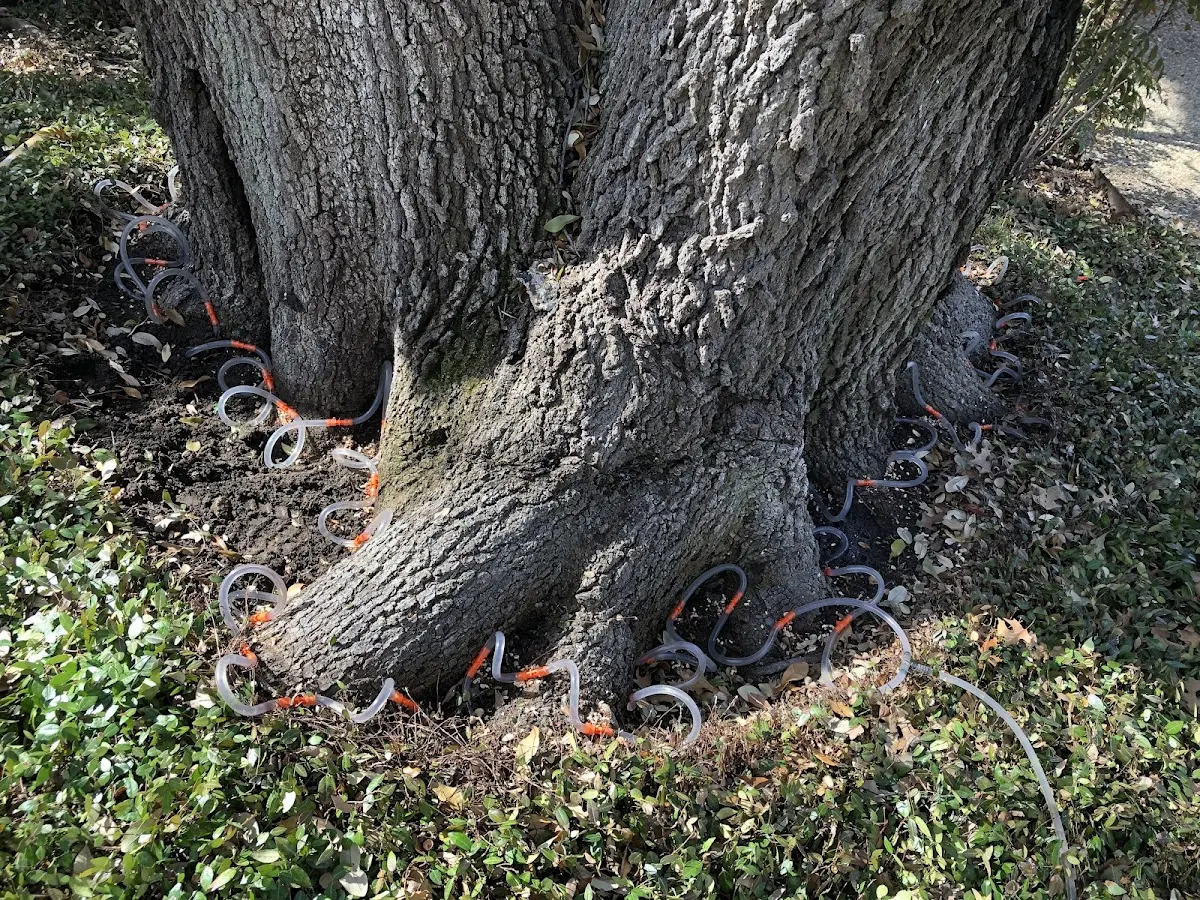 Detailed Tree Cabling and Bracing job site in East Carondelet
