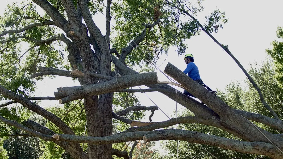 Professional Hazardous Tree Removal performed by certified arborists in East Carondelet