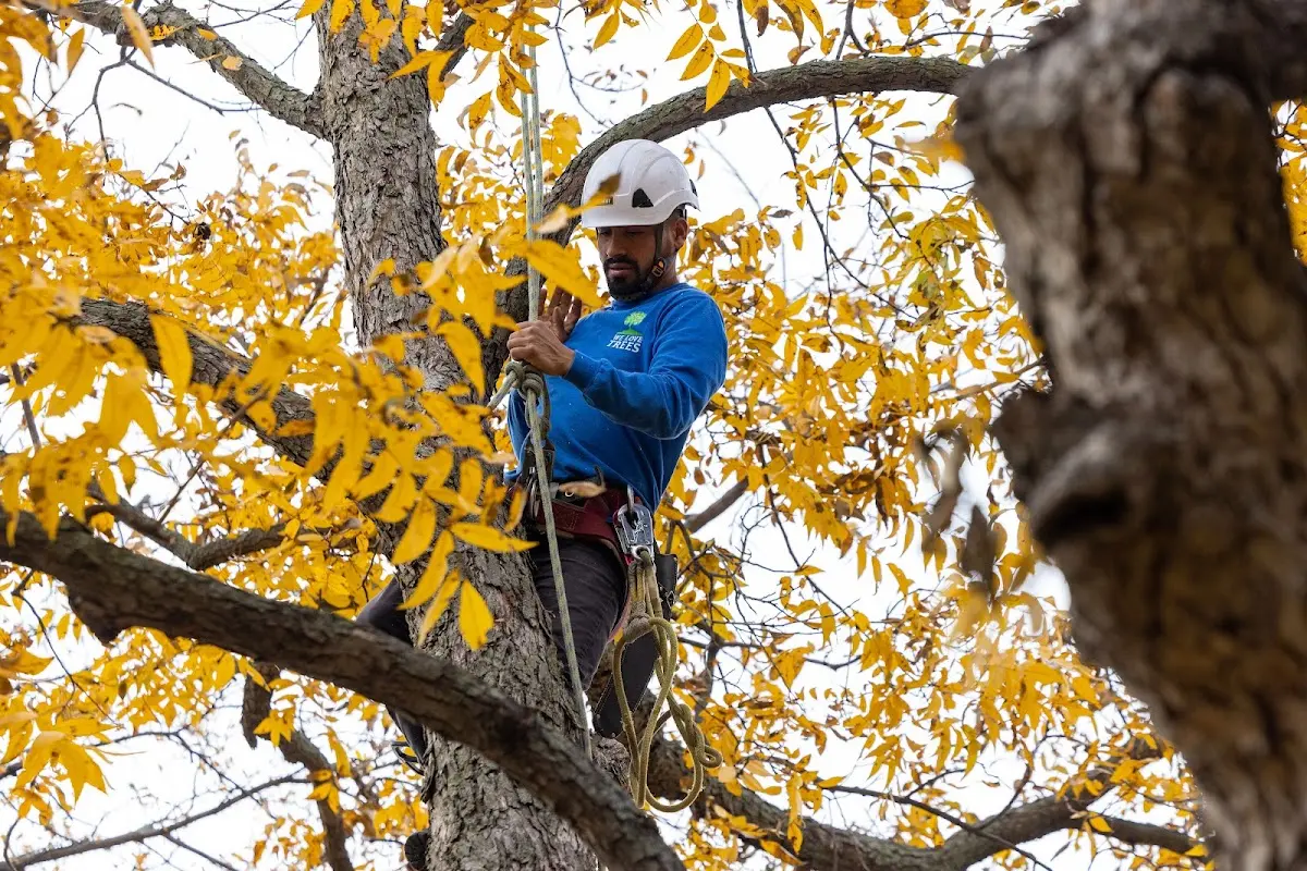 Skilled Tree Pruning crew working in East Carondelet