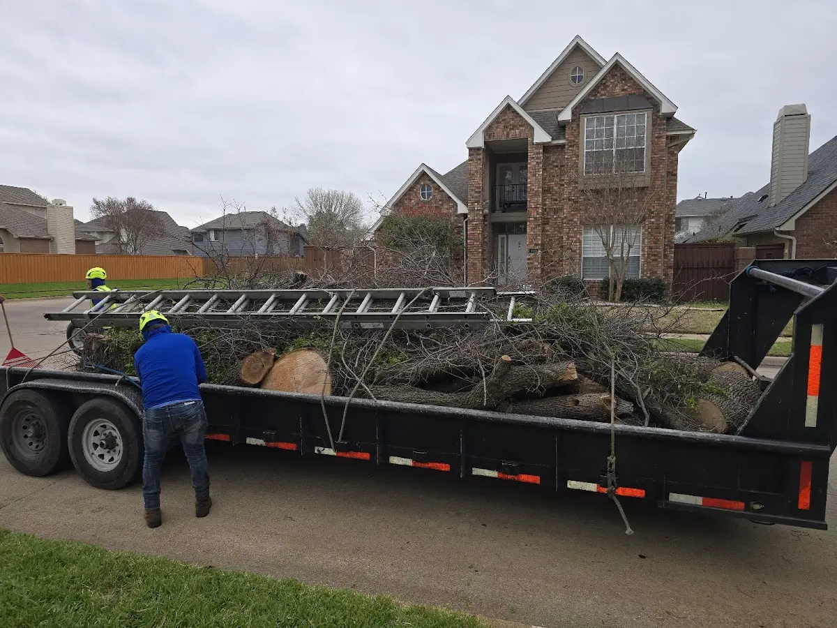Expert Tree Removal with proper safety equipment in East Carondelet